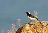 WildLife Photos of Birds, Wheatears & others, Pied Wheatear, Oenanthe pleschanka
